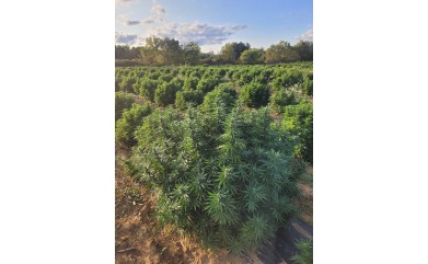 CBD en France : l'absurdité d'une interdiction qui enrichit l'étranger