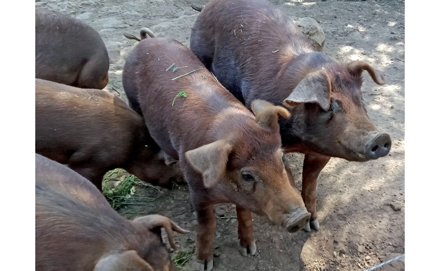 COCHONNAILLE CÉVENOLE - COCHON QUI S'EN DÉDIT   Dominique GARREL