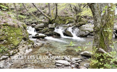Torrent en Cévennes - L'eau et les lieux humides - Cévennes Magazine n° 2293 