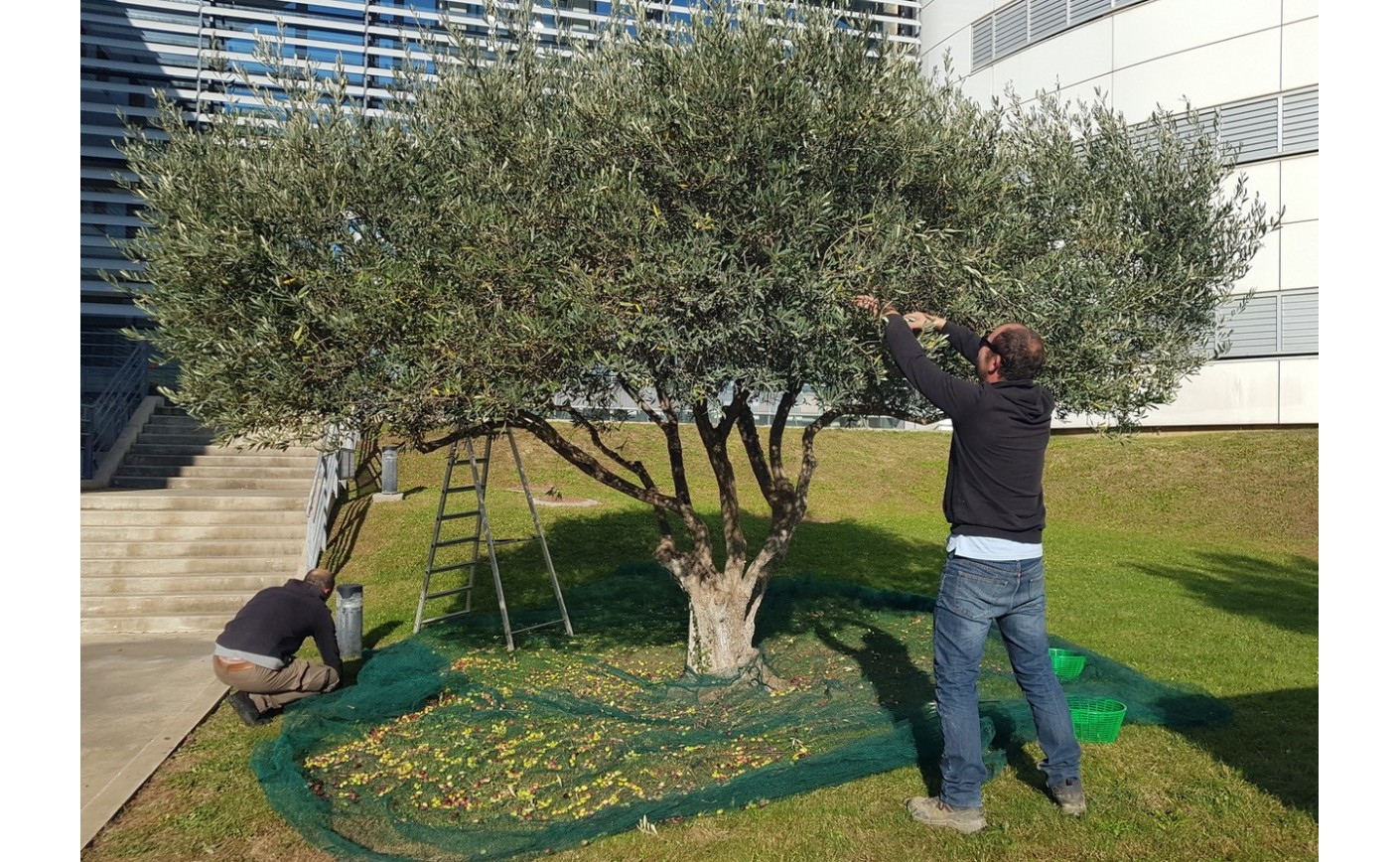 De l’huile d’olive pour soigner les hommes et soigner la terre