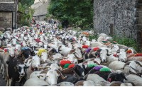 IL EST PASSE PAR ICI - REPASSERA-T-IL PAR LÀ ? (De la transhumance des ovins en Cévennes) Par Dominique GARREL